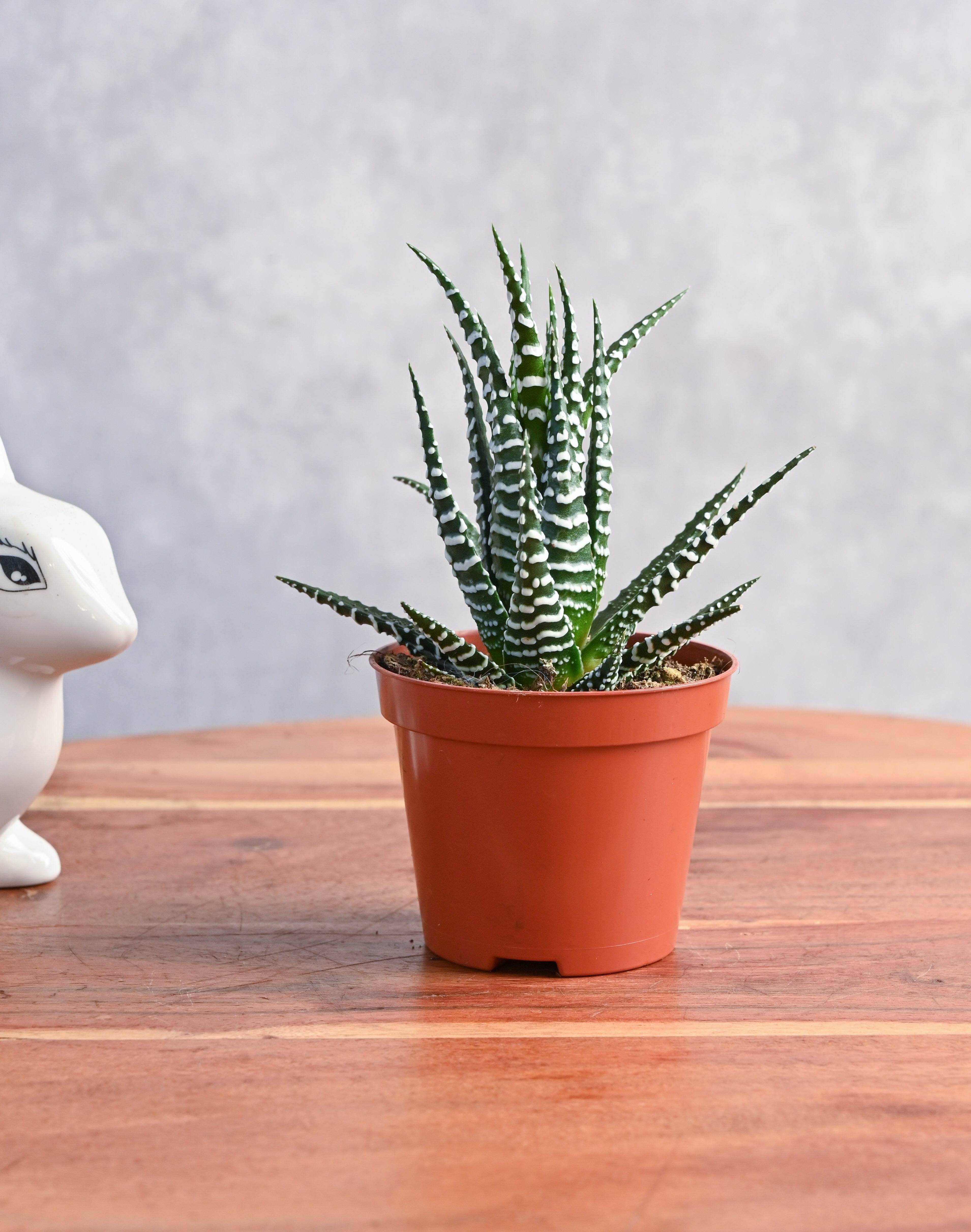 Succulents & Cacti Haworthia Fasciata Haworthia Fasciata