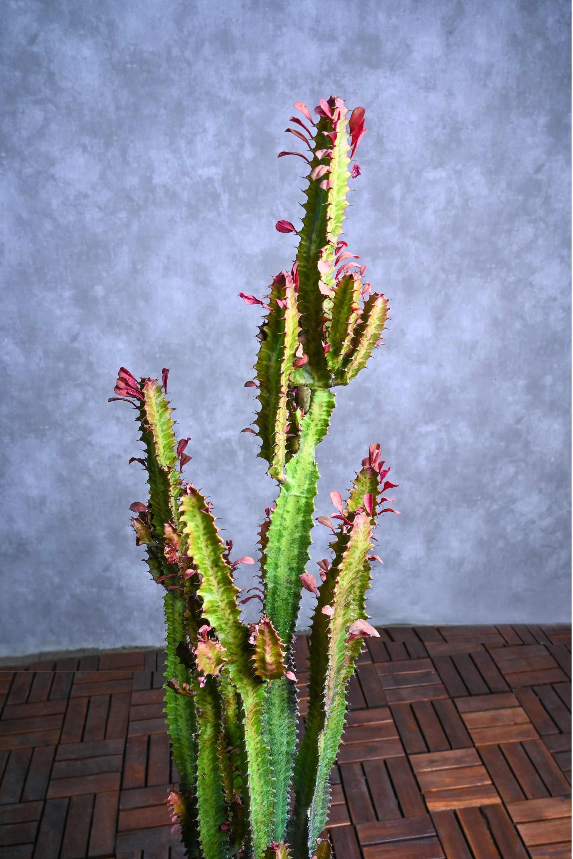 Succulents & Cacti Large 100-120 cms Euphorbia trigona Euphorbia trigona