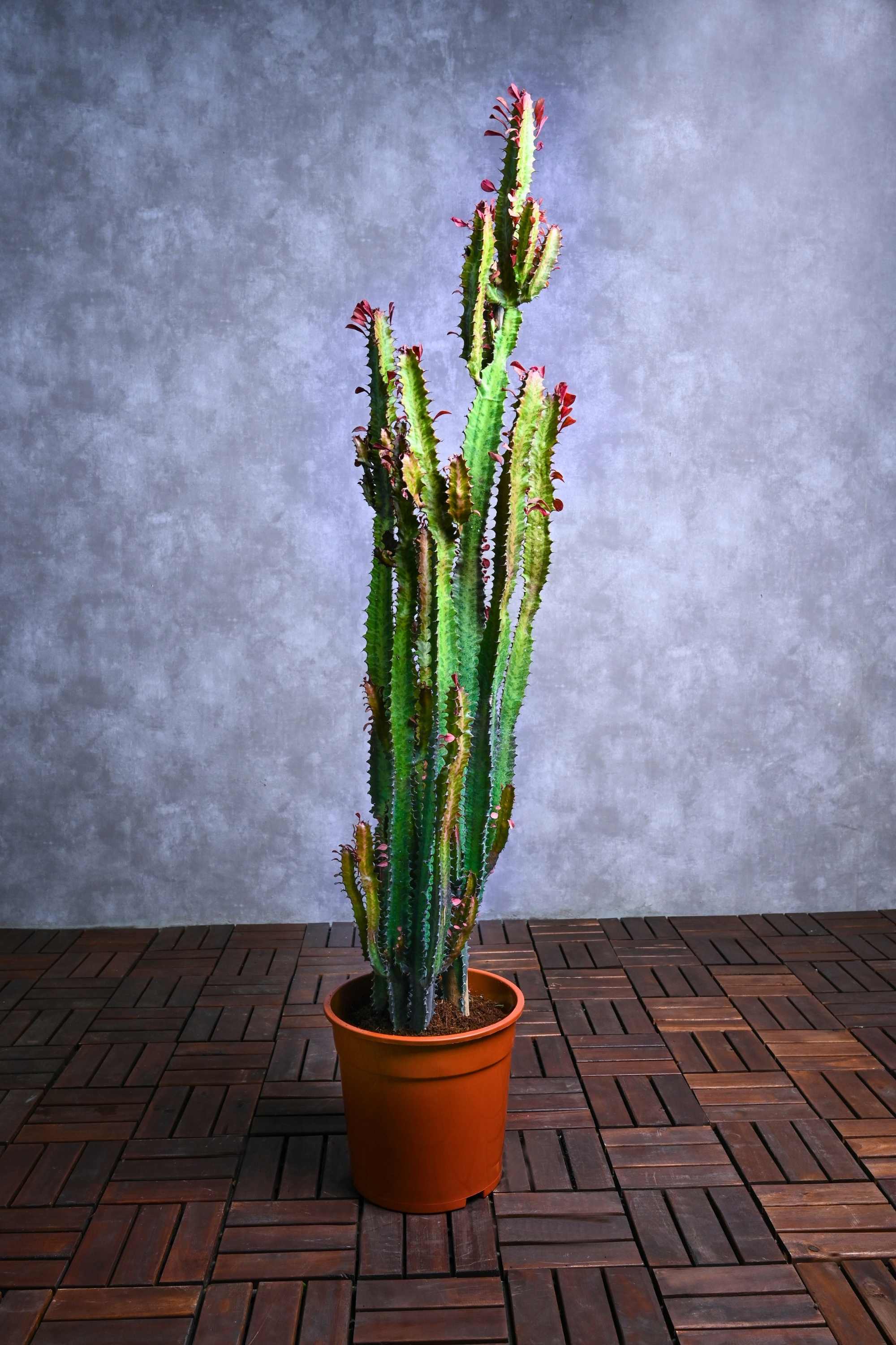 Succulents & Cacti Large 100-120 cms Euphorbia trigona Euphorbia trigona