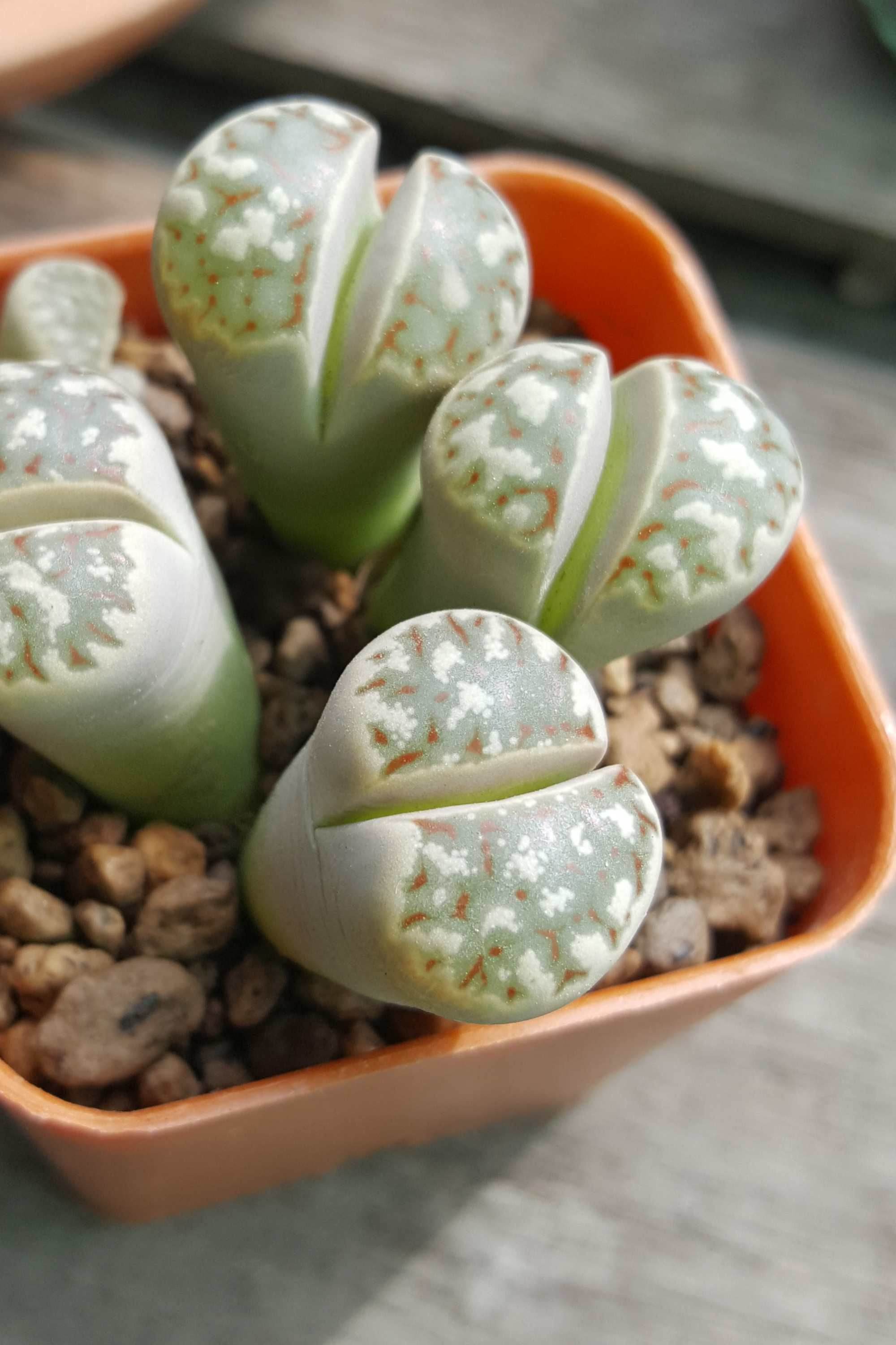 Succulents & Cacti Lithops spp Lithops spp