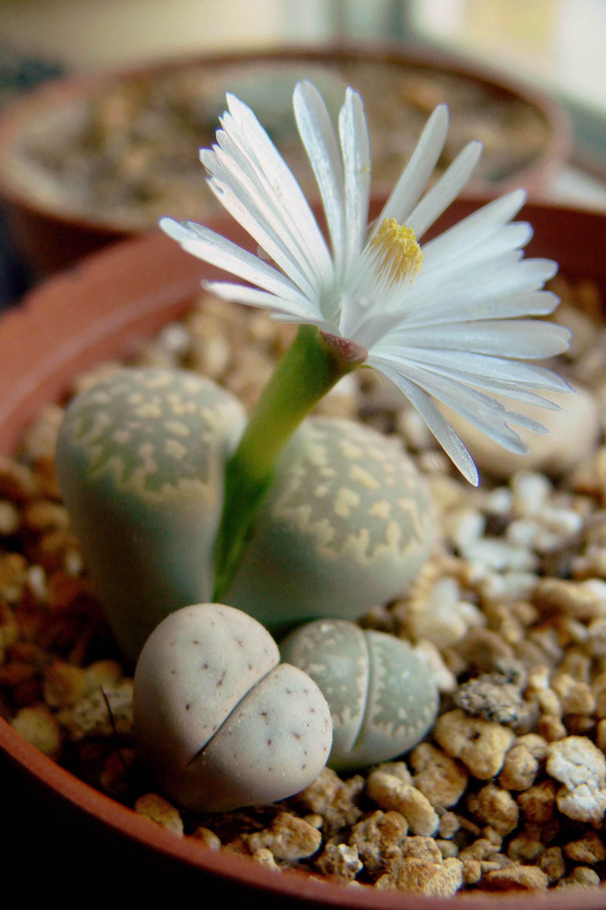 Succulents & Cacti Lithops spp Lithops spp