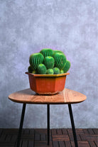 Succulents & Cacti Medium 20-30 cms Parodia Magnifica Parodia Magnifica