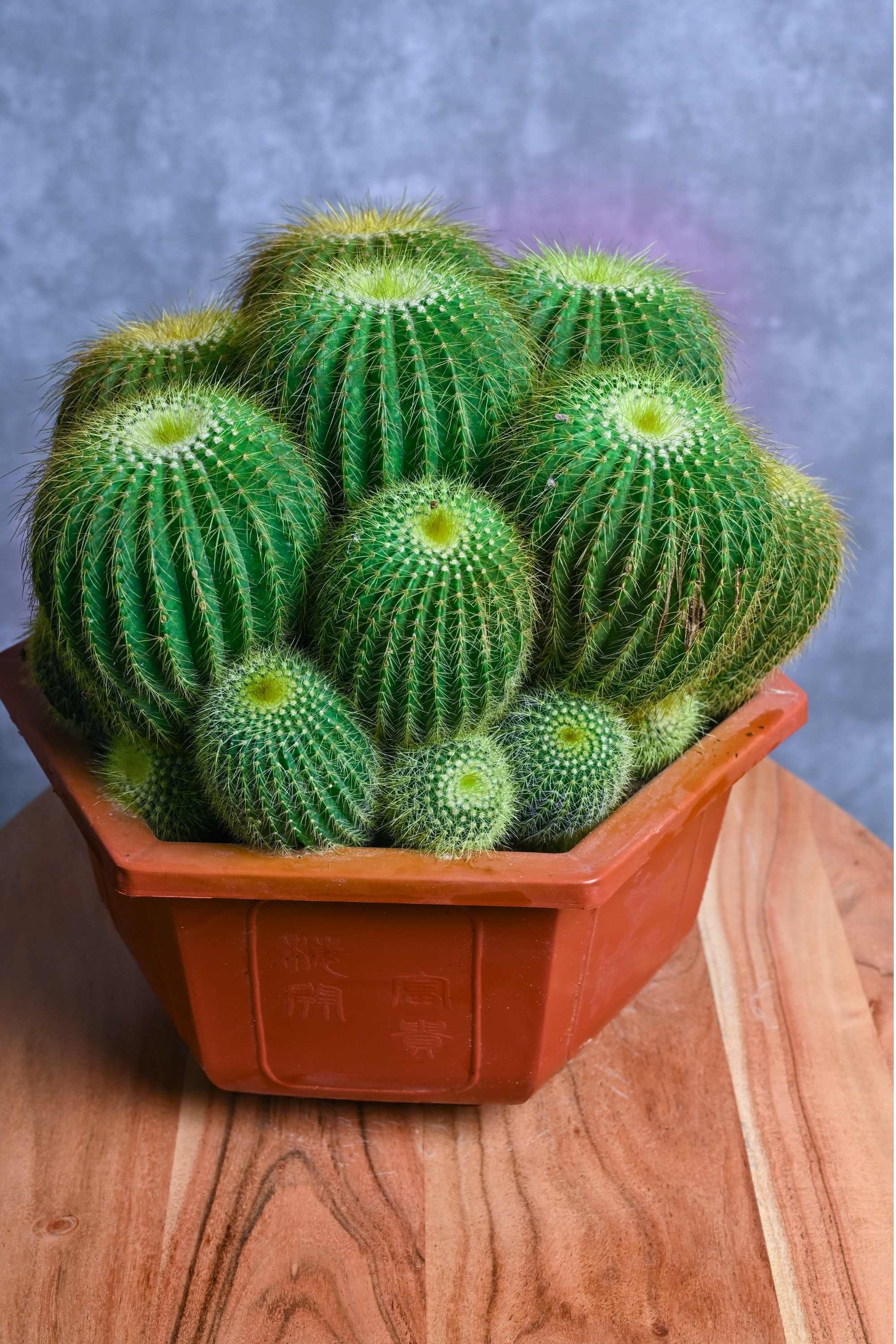 Succulents & Cacti Medium 20-30 cms Parodia Magnifica Parodia Magnifica