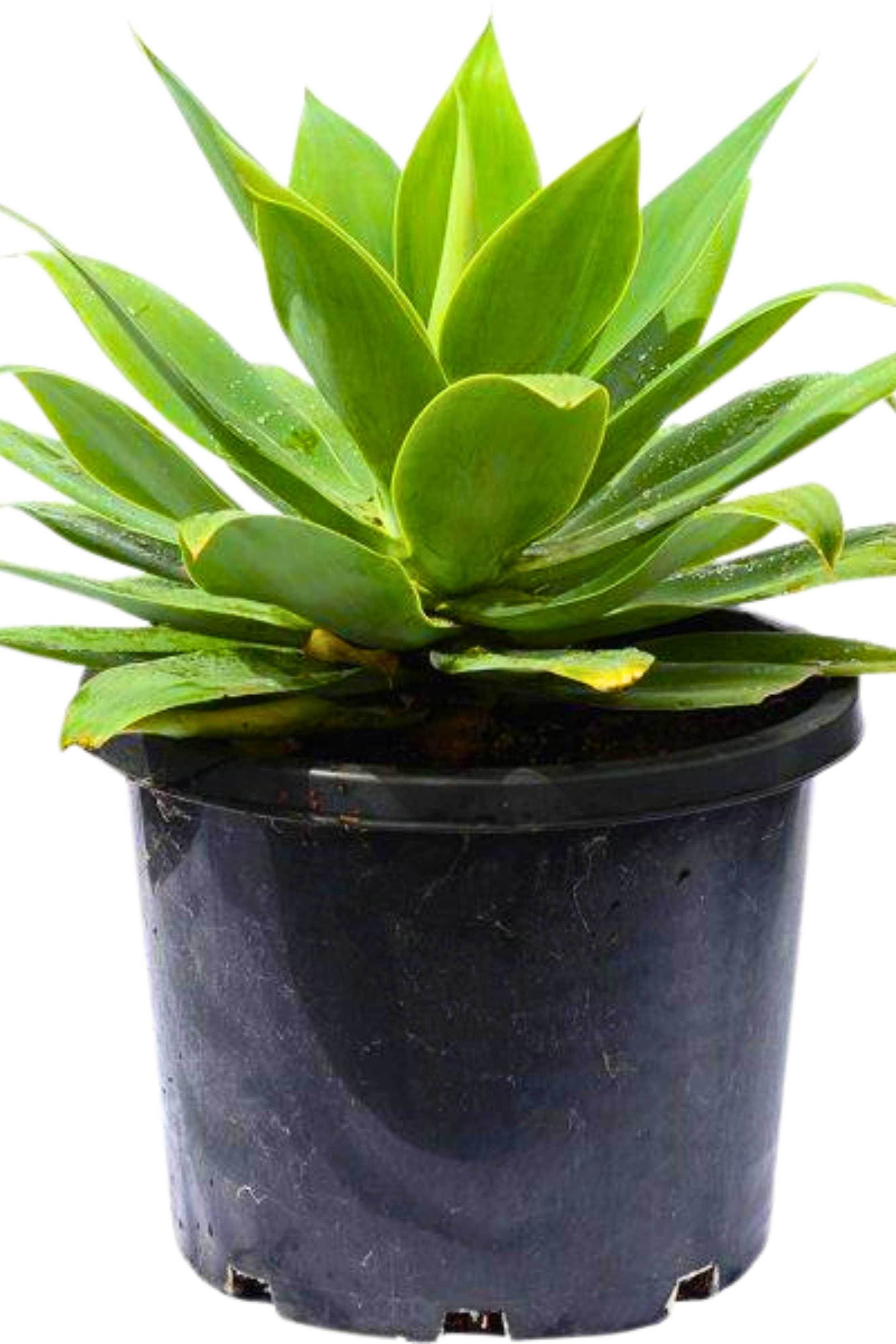 Succulents & Cacti Medium 35 cms Agave Attenuata Agave Attenuata