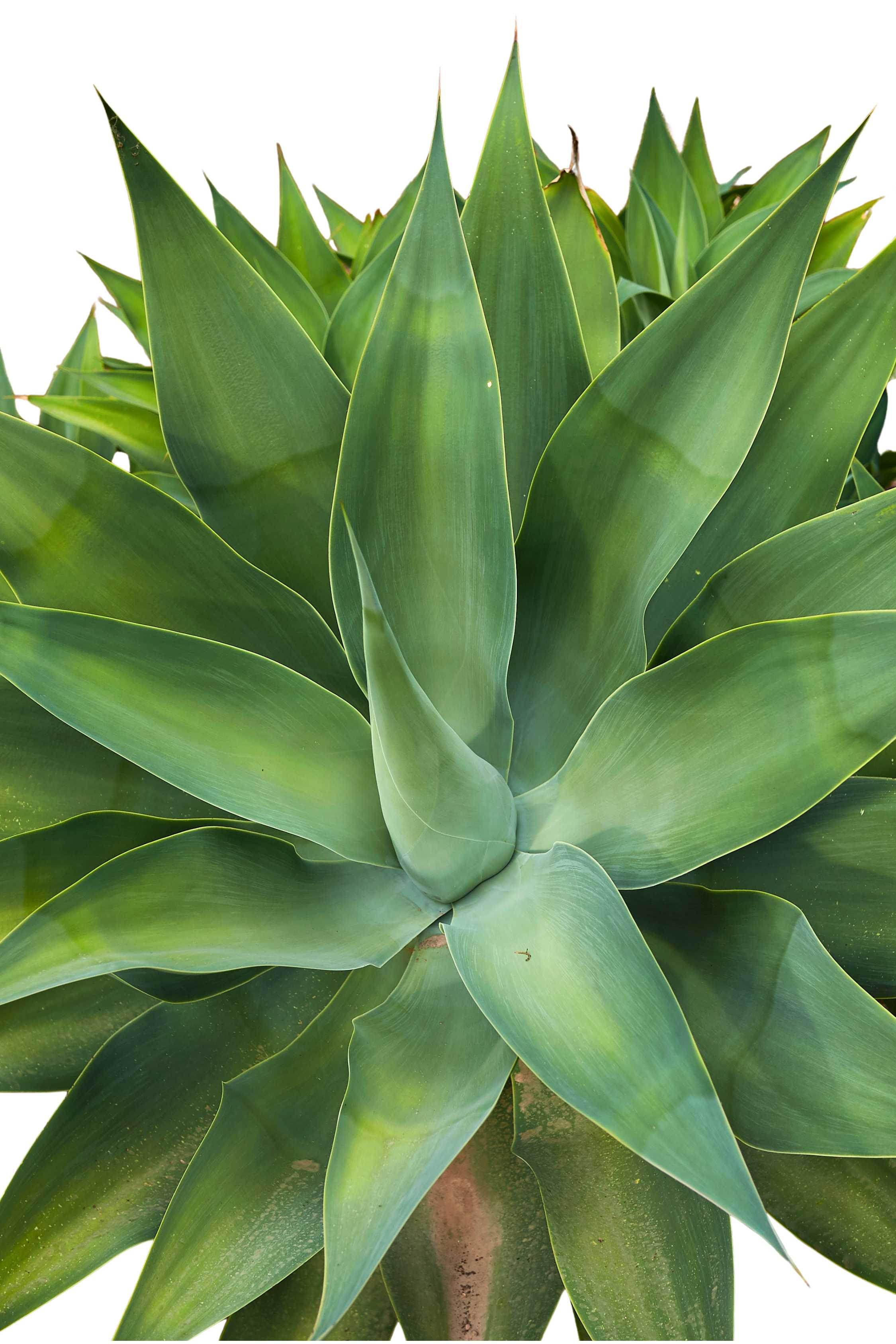 Agave Attenuata