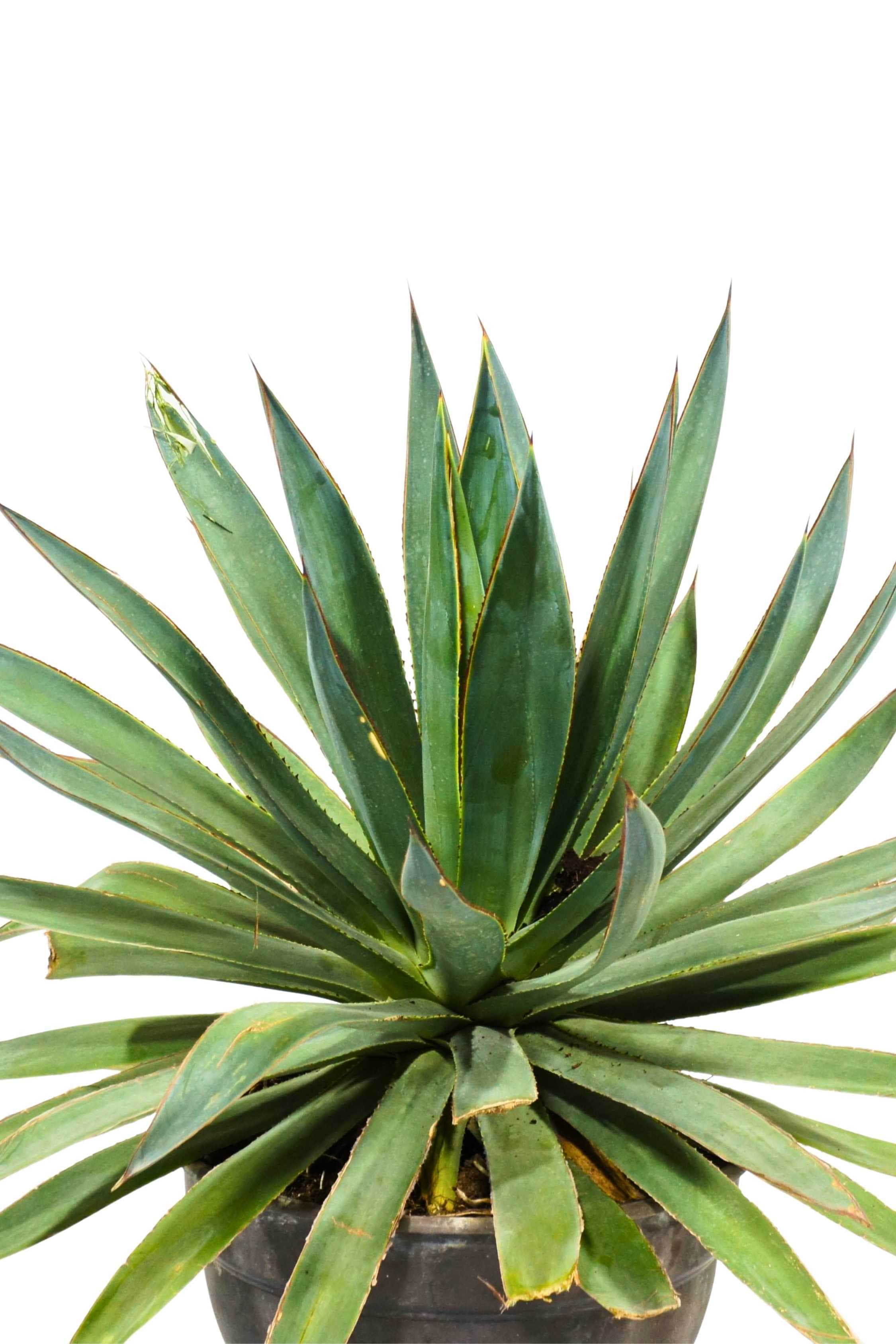 Agave Sisalana – Adplants