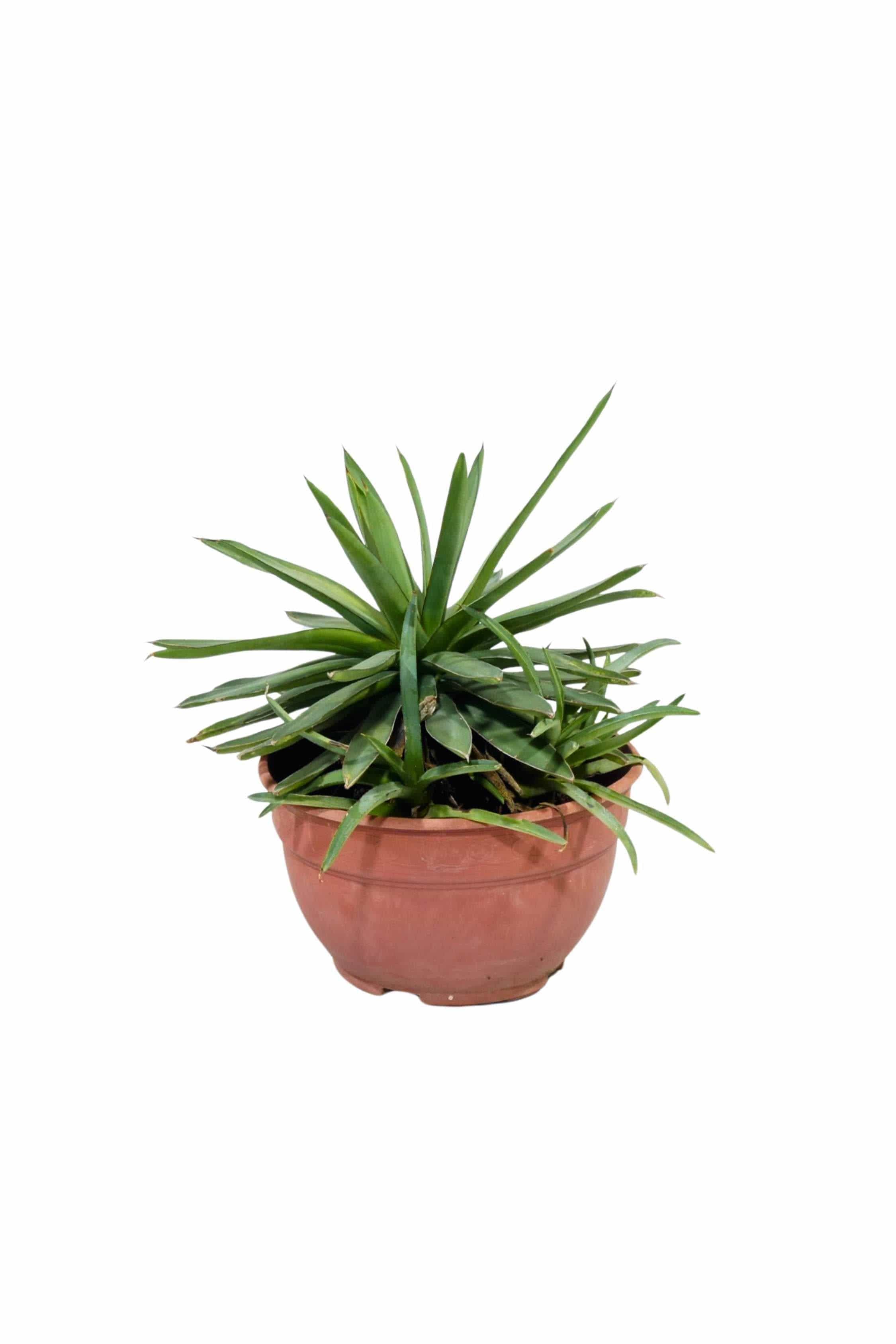 Agave Sisalana – Adplants