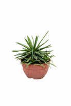 Succulents & Cacti Medium 35 cms Agave Sisalana Agave Sisalana