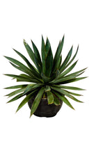 Succulents & Cacti Medium 35 cms Agave Sisalana Agave Sisalana