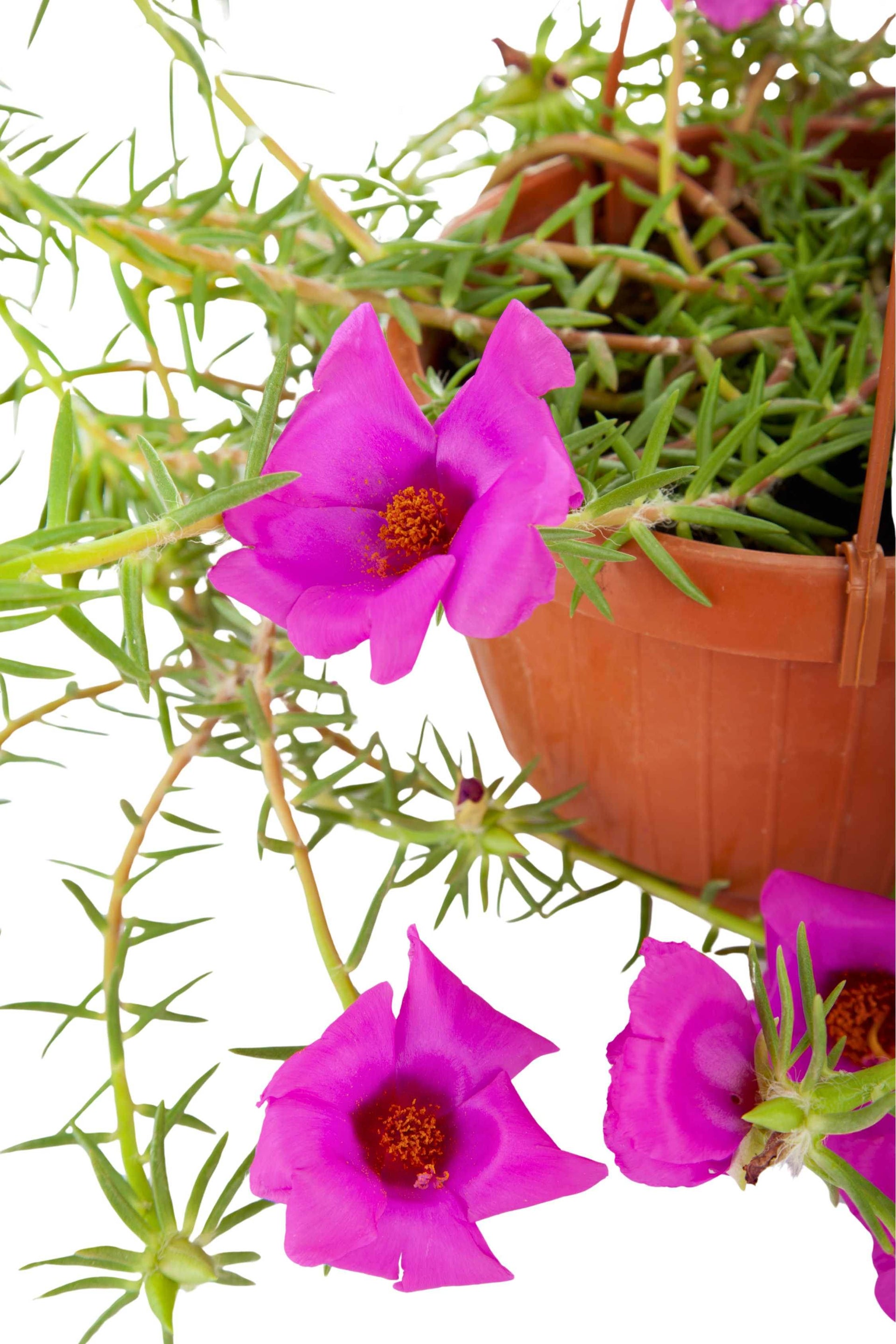 are portulaca succulents Portulaca grandiflora – Adplants
