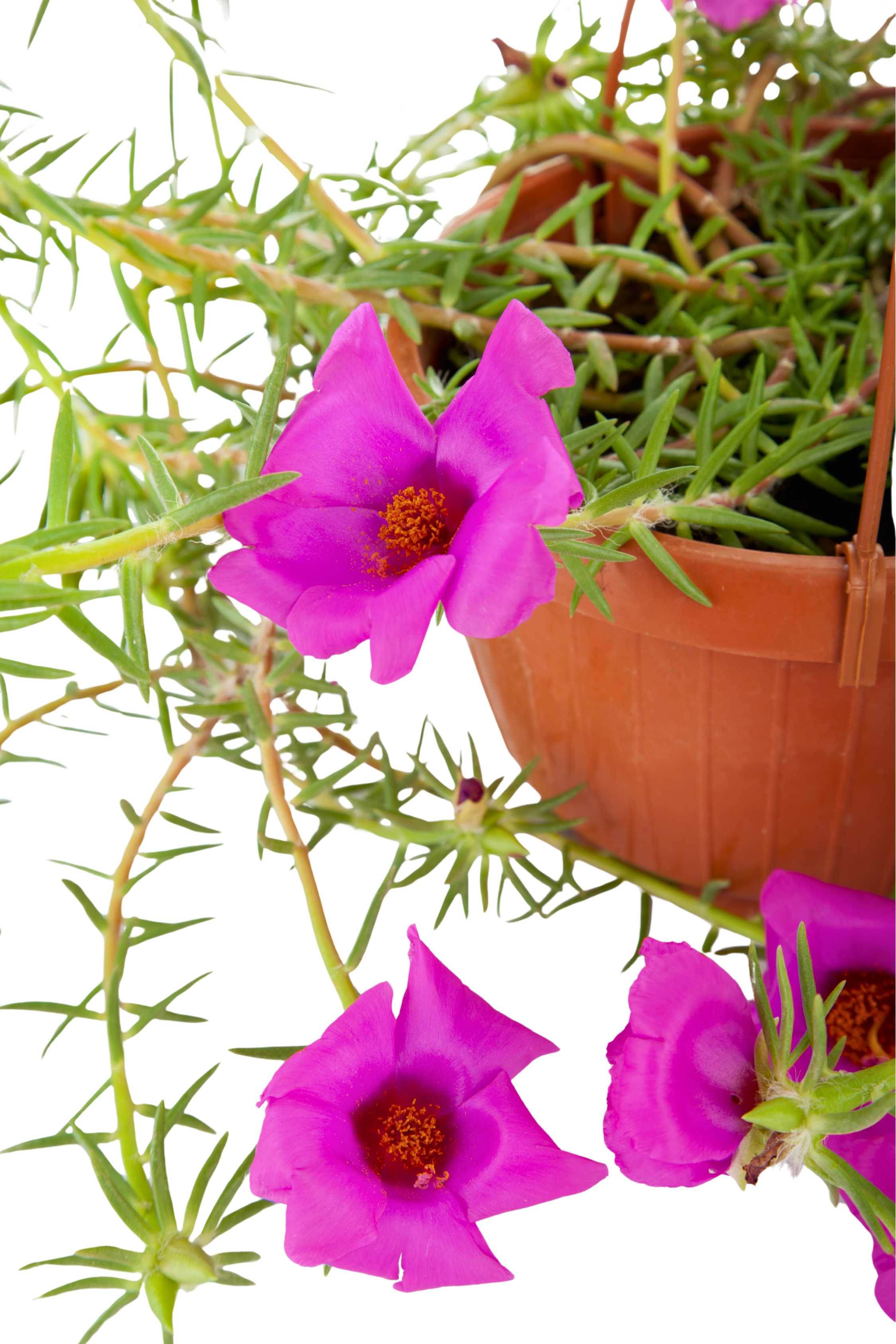 Succulents & Cacti Medium (Hanging) 20 cms Portulaca grandiflora Portulaca grandiflora