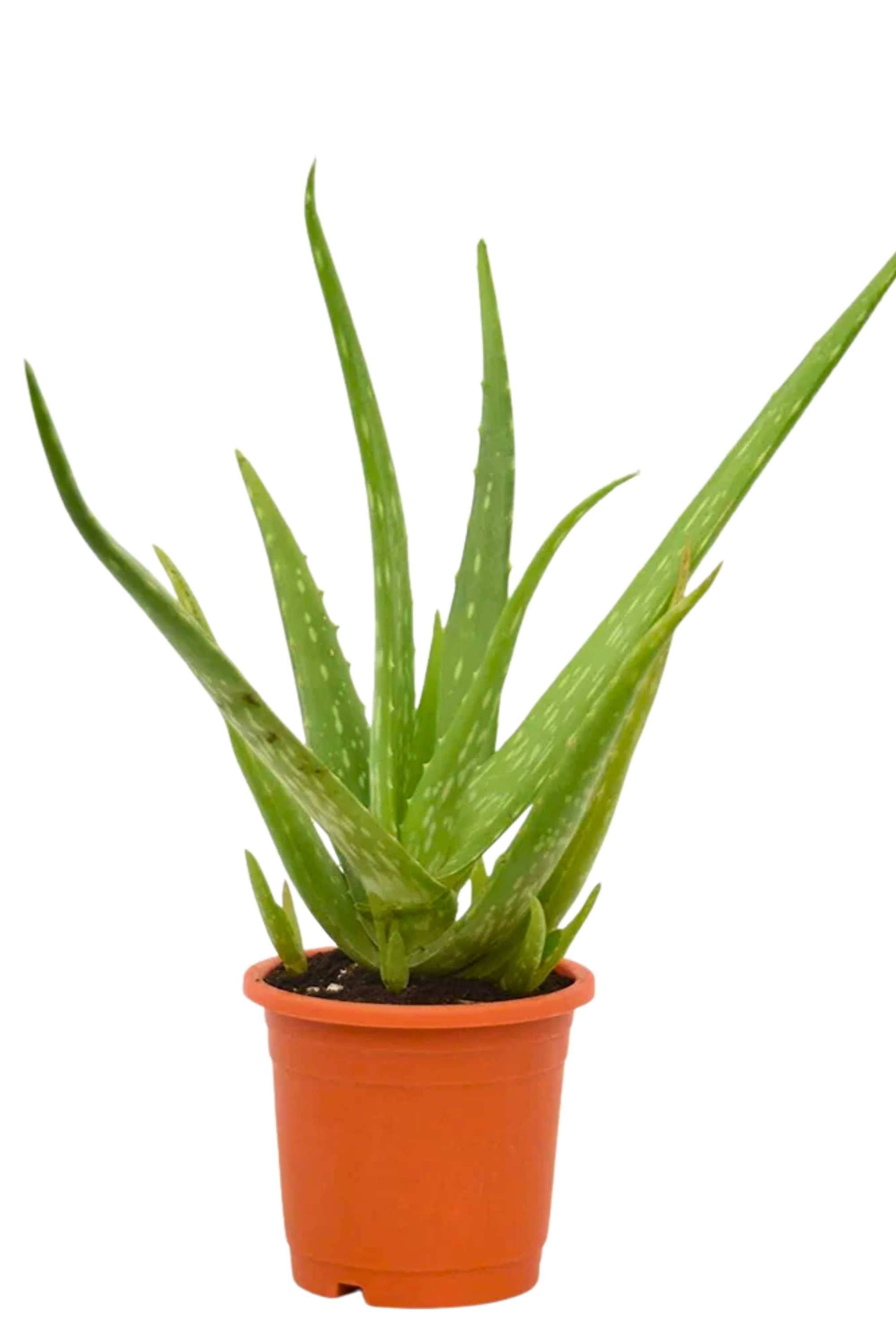 Succulents & Cacti Small 10-20 cms Aloe Barbadensis Mille Aloe Barbadensis Mille