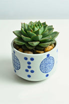 Succulents & Cacti Small 10cms (With Cerulean Pot) Echeveria Echeveria