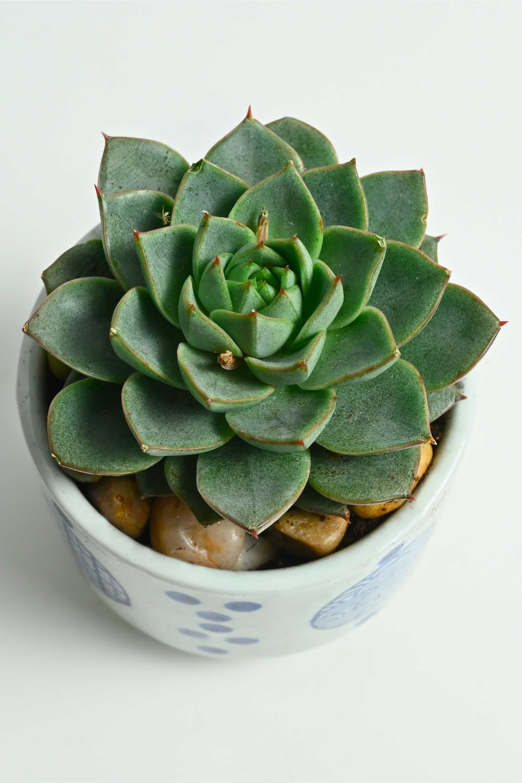 Succulents & Cacti Small 10cms (With Cerulean Pot) Echeveria Echeveria