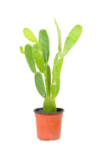Succulents & Cacti Small 20 cms Opuntia spp Opuntia spp