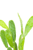 Succulents & Cacti Small 20 cms Opuntia spp Opuntia spp