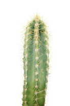 Succulents & Cacti Small 20 cms Pachycereus pringlei Pachycereus pringlei