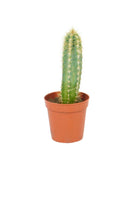 Succulents & Cacti Small 20 cms Pachycereus pringlei Pachycereus pringlei