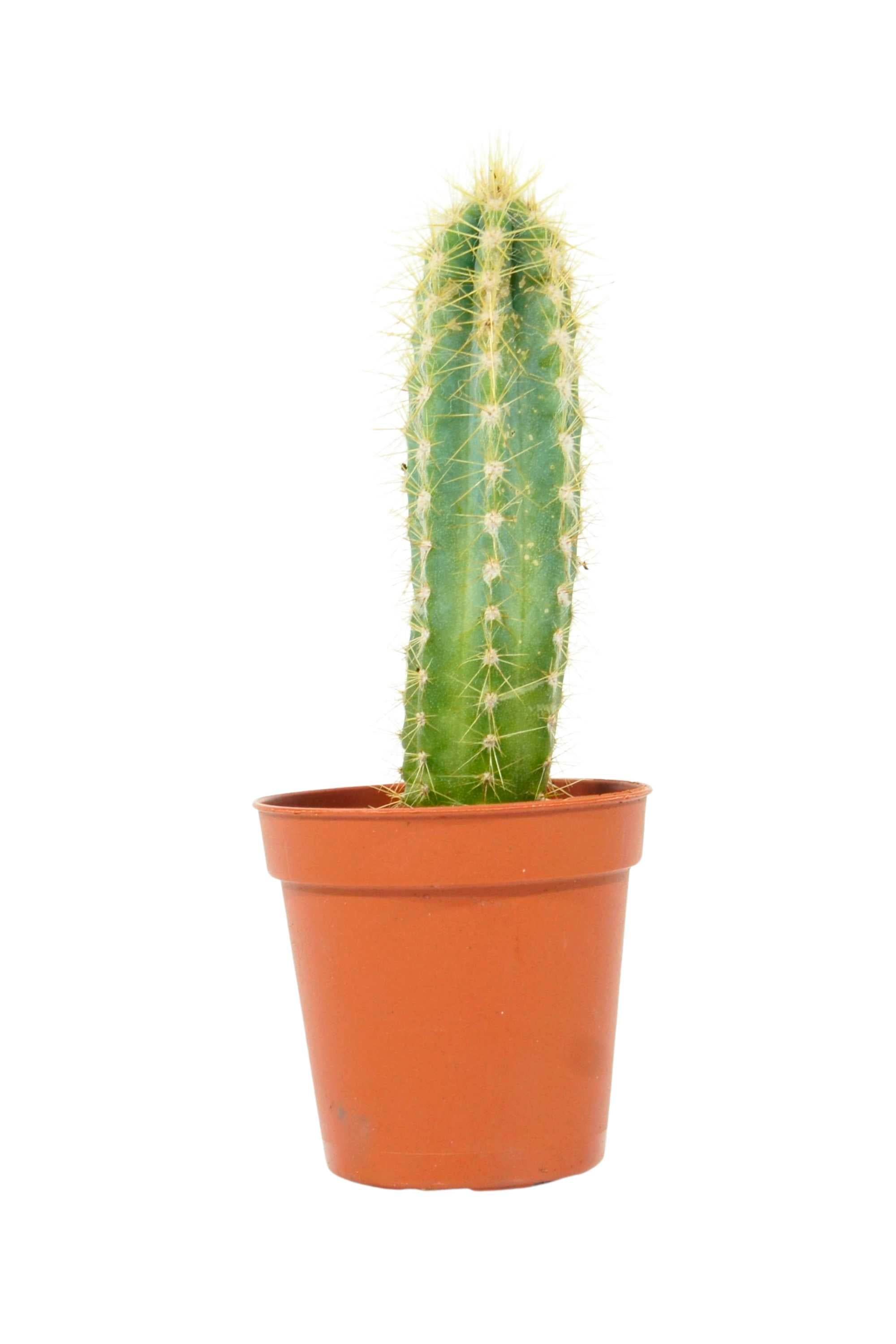 Succulents & Cacti Small 20 cms Pachycereus pringlei Pachycereus pringlei