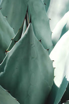 Succulents & Cacti Small 25 x 30 cms Agave Americana Agave Americana