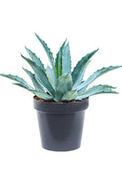 Succulents & Cacti Small 25 x 30 cms Agave Americana Agave Americana