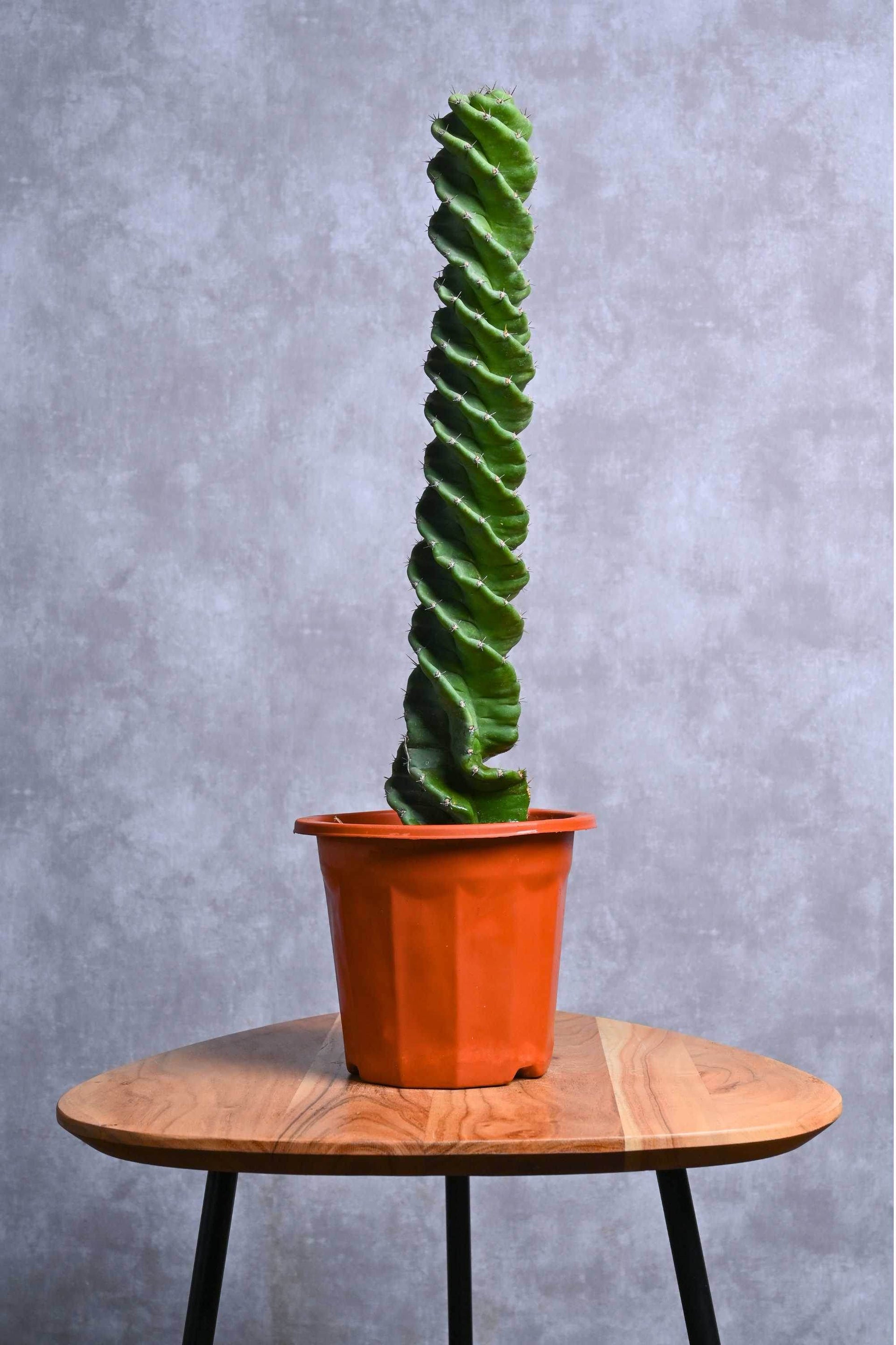 cereus succulent Cereus forbesii 'Spiralis' – Adplants