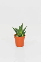 Succulents & Cacti Small 8.5 cms Gonialoe Variegata Gonialoe Variegata