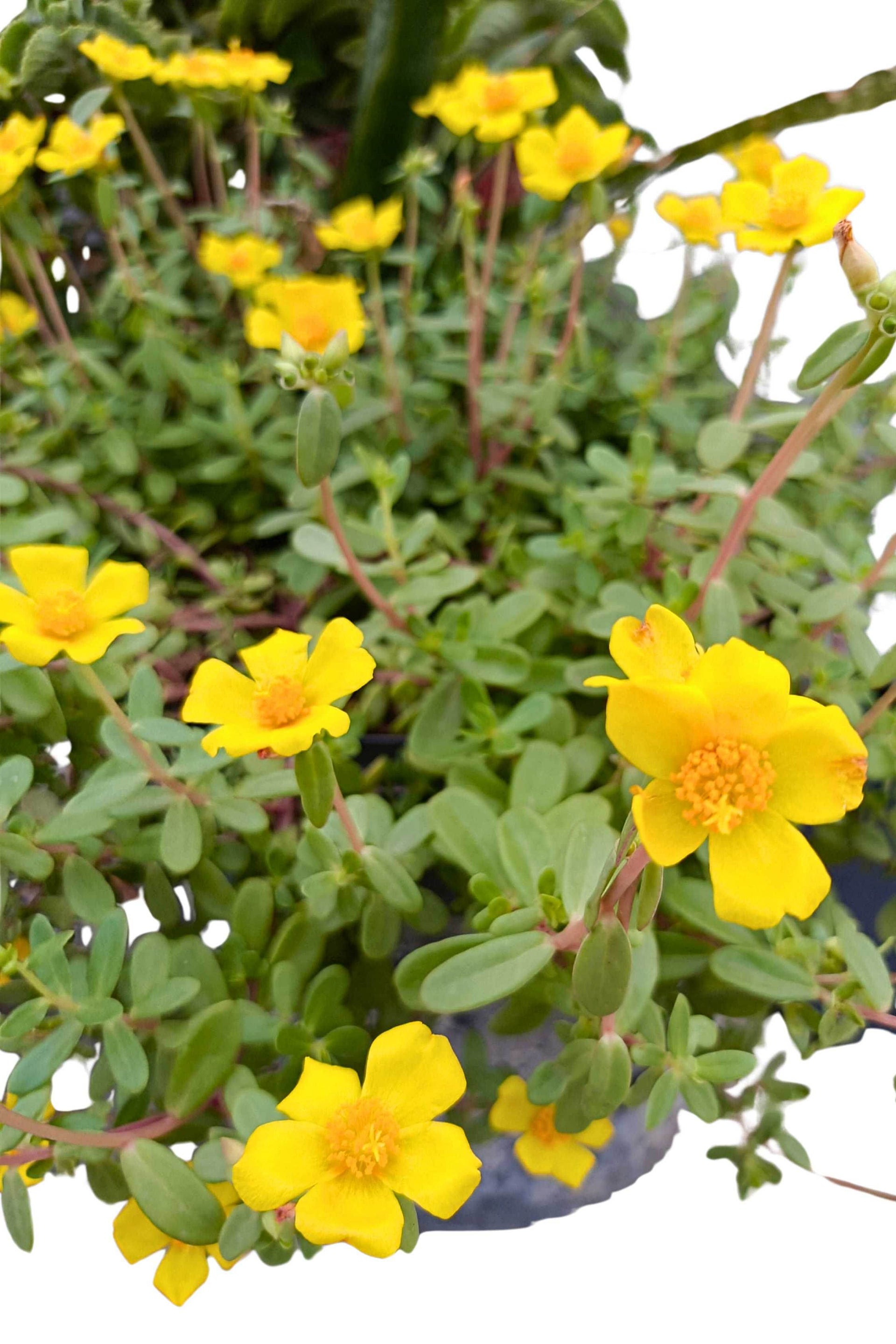 portulaca plants in pots Portulaca grandiflora – Adplants