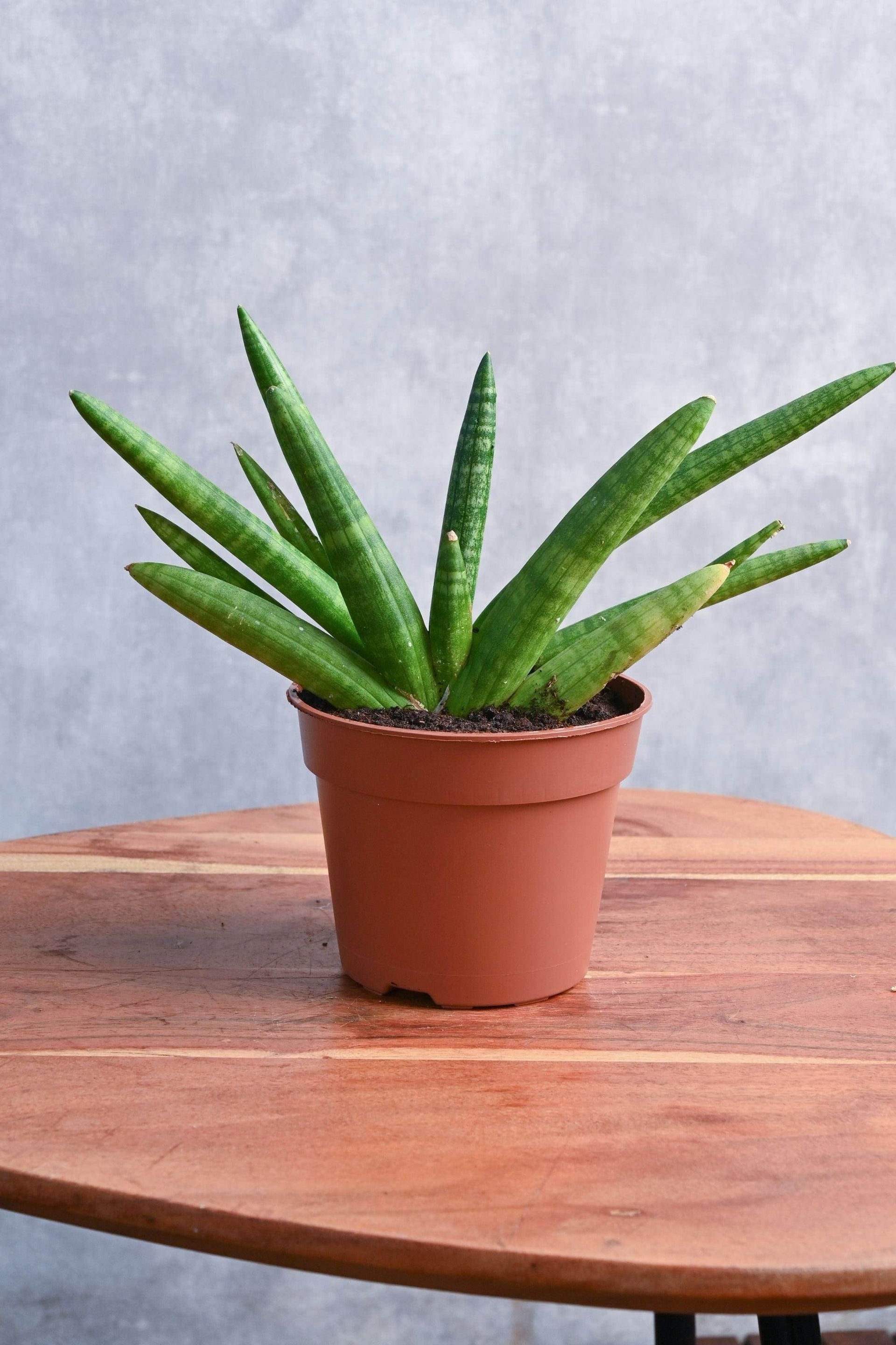 sansevieria cylindrica tiara emerald Snake Plant Starfish – Adplants