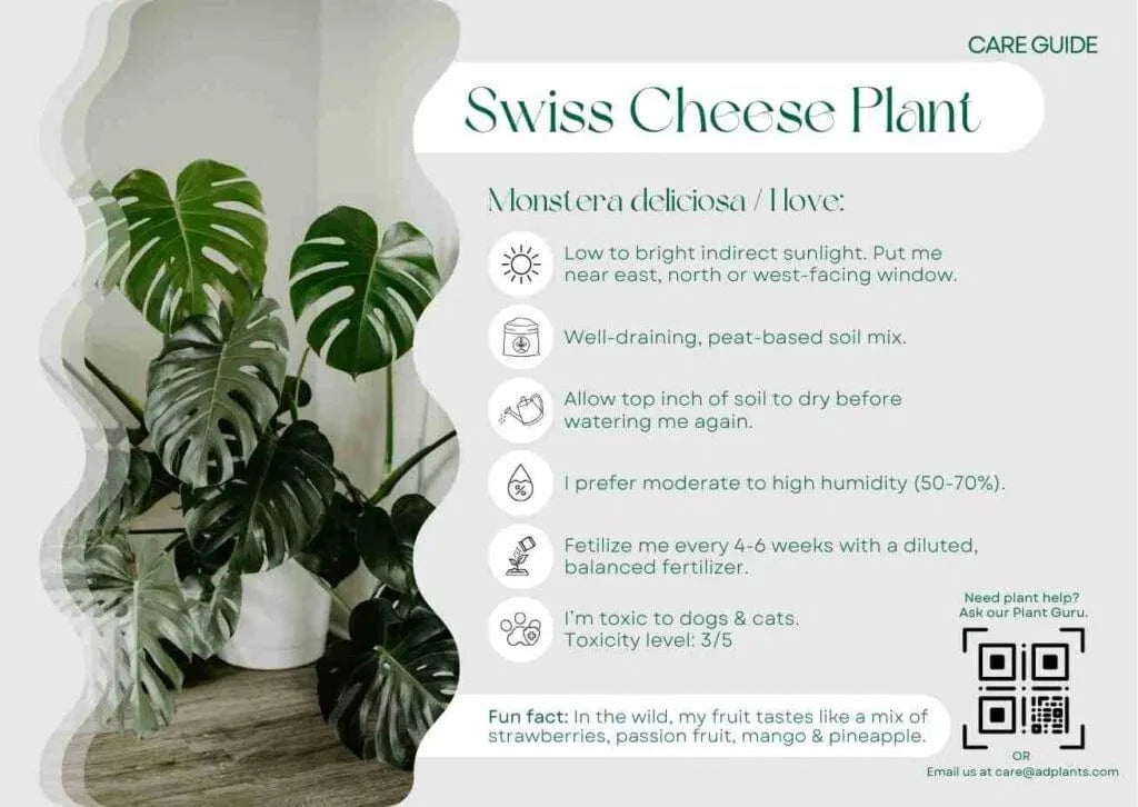 Swiss Cheese Care Guide