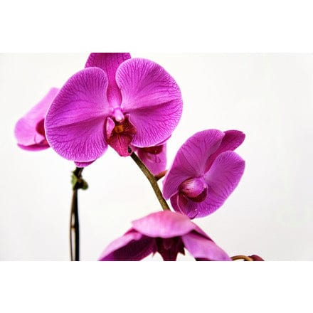 Desktop Indoor Plants Phalaenopsis Single Stem