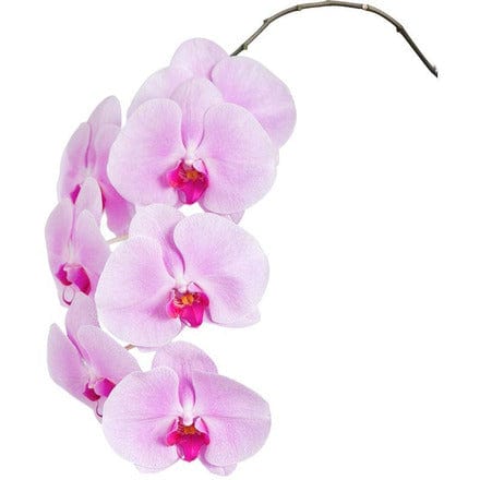 Desktop Indoor Plants Phalaenopsis Single Stem