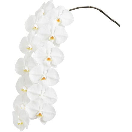Desktop Indoor Plants Phalaenopsis Single Stem