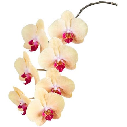 Desktop Indoor Plants Yellow Phalaenopsis Single Stem
