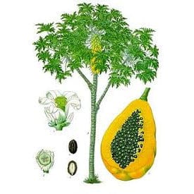 Fruit Tree Carica Papaya