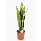 Indoor Plant Medium 30-40 cms Sansevieria trifasciata ‘Laurentii’ Sansevieria trifasciata ‘Laurentii’