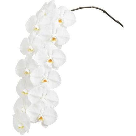 Indoor Plant Phalaenopsis Single Stem Phalaenopsis Single Stem