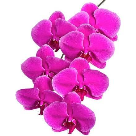 Indoor Plant Purple Phalaenopsis Single Stem Phalaenopsis Single Stem