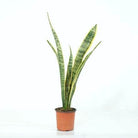 Indoor Plant Sansevieria trifasciata ‘Laurentii’ Sansevieria trifasciata ‘Laurentii’