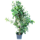 Outdoor Plant 1- 1.5 mtr Ficus Benjamina Outdoor Ficus Benjamina Outdoor
