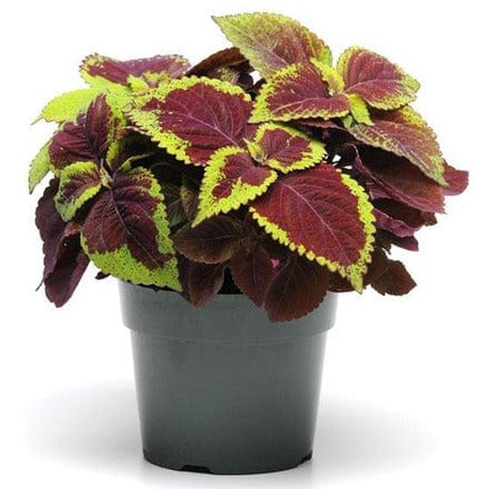 Outdoor Plant 18 cm Plectranthus Scutellarioides