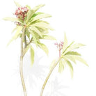 Outdoor Plant 2 - 2.20 mtr Plumeria rubra Plumeria rubra