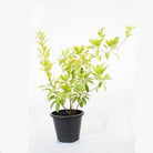 Outdoor Plant 2 - 2.5 mtr Manilkara Zapota Manilkara Zapota