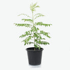 Outdoor Plant 30-40 cm Murraya koenigii