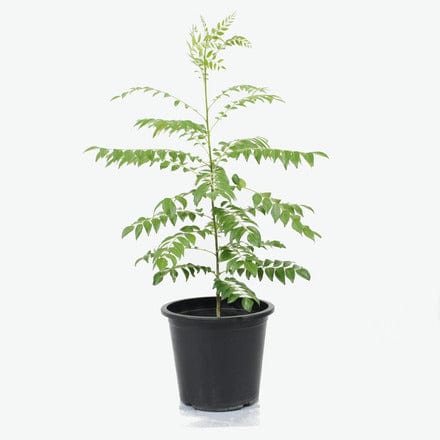 Outdoor Plant 30-40 cm Murraya koenigii
