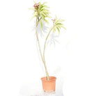 Outdoor Plant 80 cm - 1 mtr Plumeria rubra Plumeria rubra