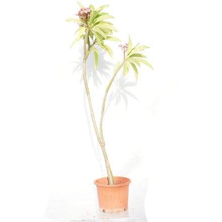 Outdoor Plant 80 cm - 1 mtr Plumeria rubra Plumeria rubra