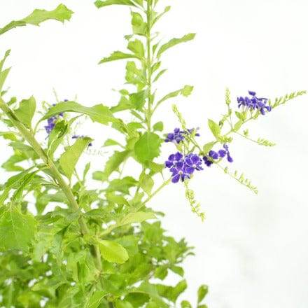 Outdoor Plant Duranta erecta Duranta erecta