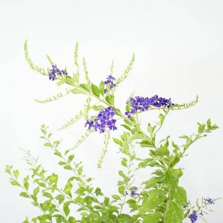 Outdoor Plant Duranta erecta Duranta erecta
