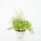 Outdoor Plant Hanging Asparagus Densiflorus Asparagus Densiflorus